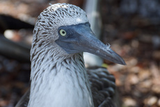 Blaufußtölpel (4).jpg